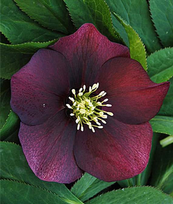 Hellebore, Red Racer